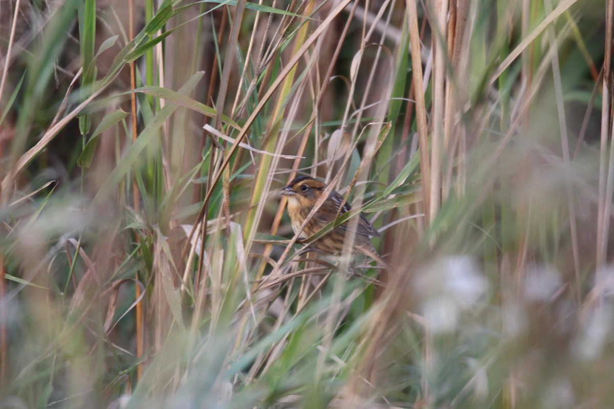 Nelson's Sparrow - ML624429655