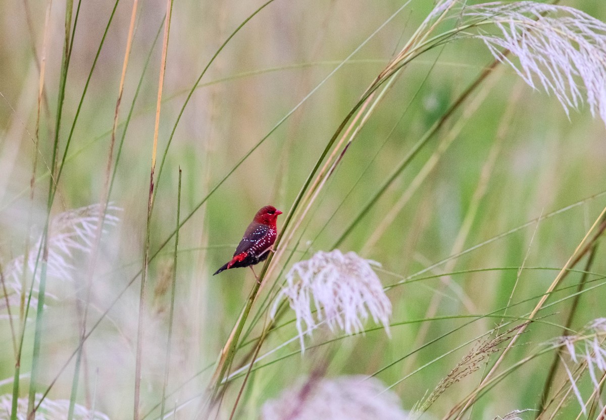 Red Avadavat - Samim Akhter