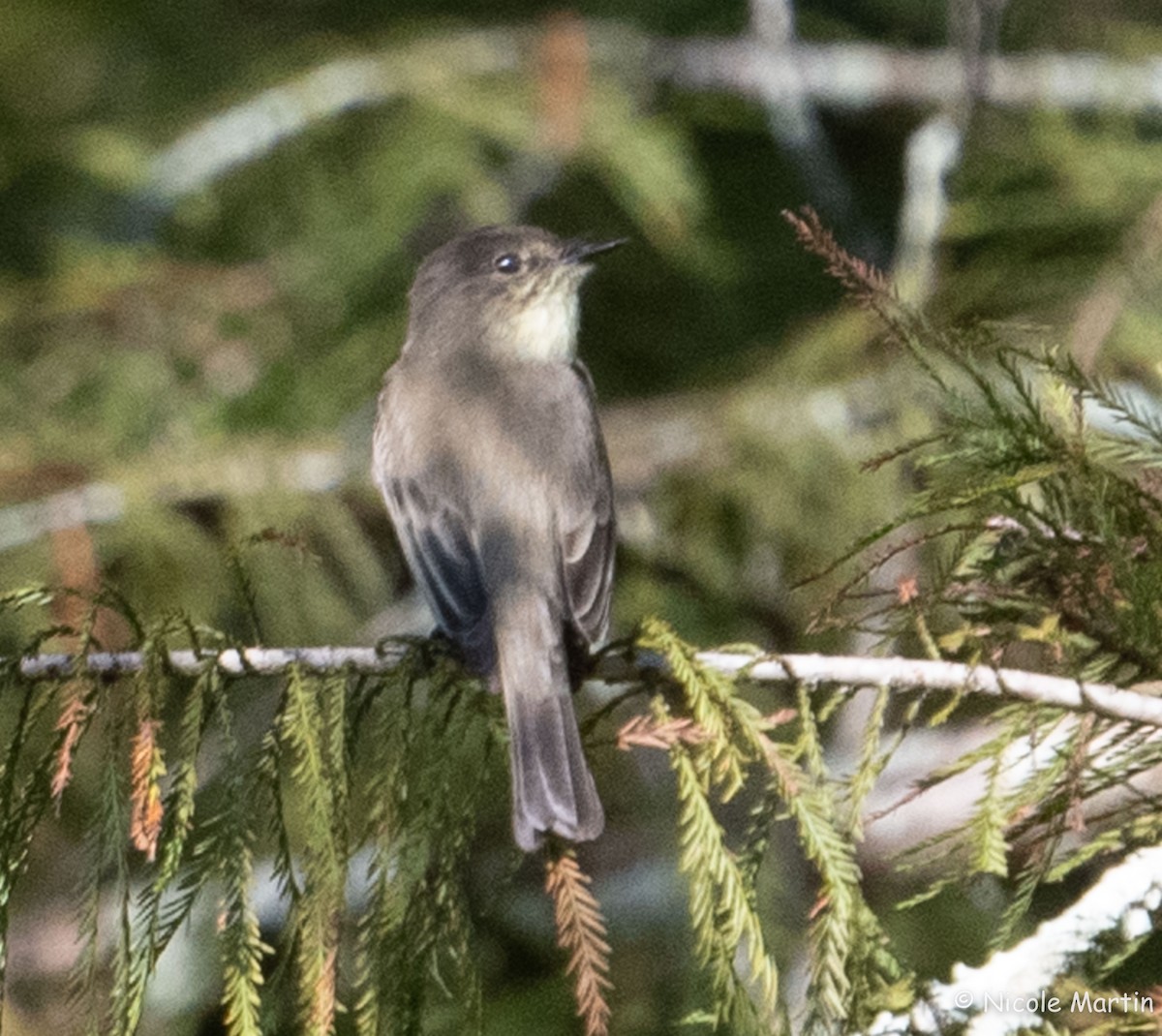 Eastern Phoebe - ML624429847