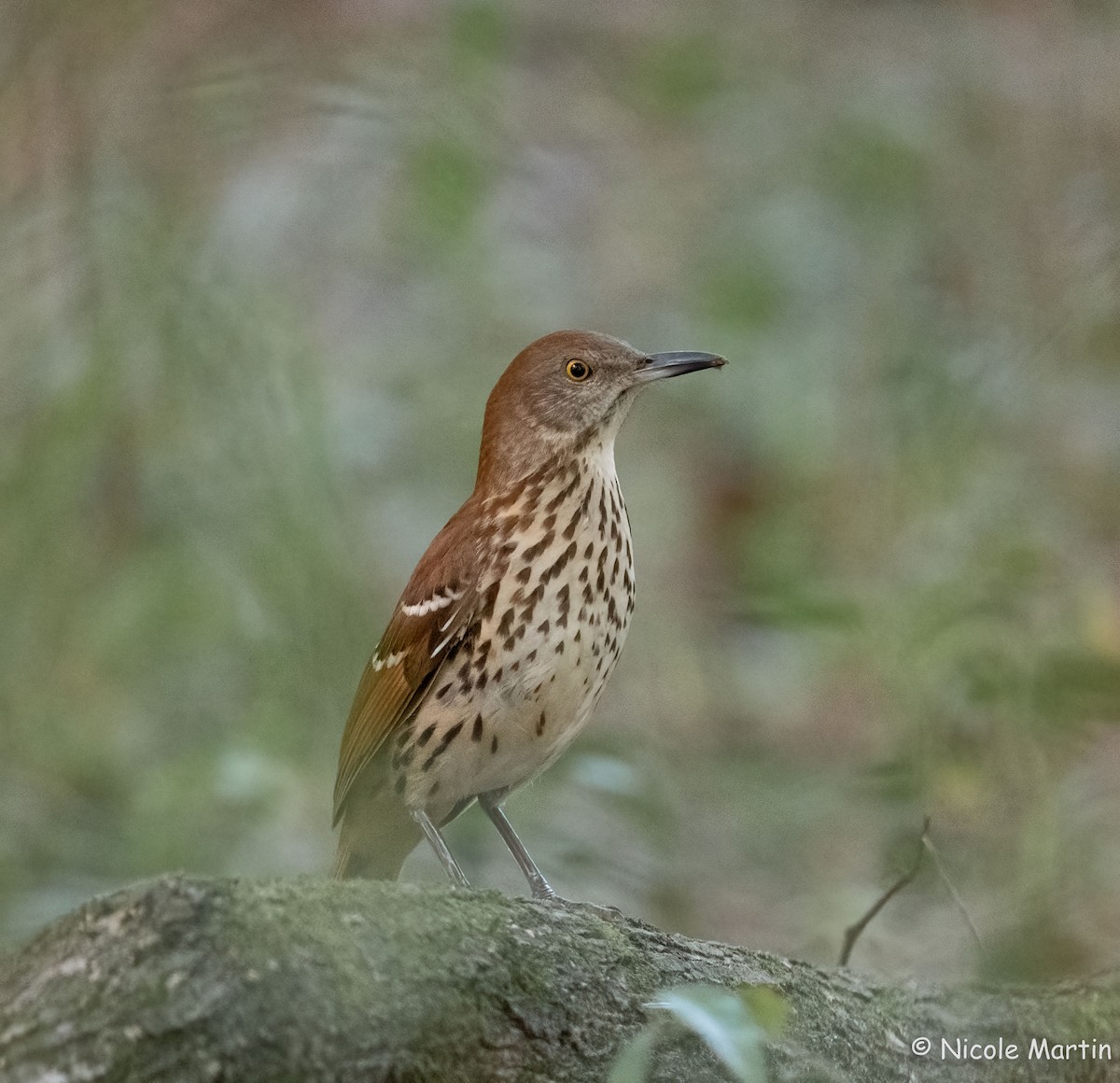 Brown Thrasher - ML624429854