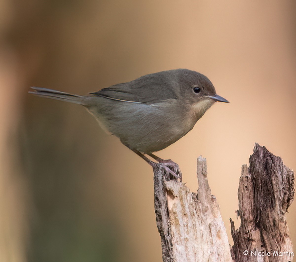 Common Yellowthroat - ML624429862