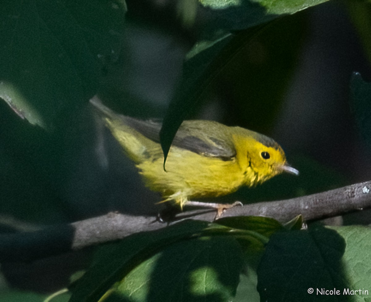 Wilson's Warbler - ML624429868