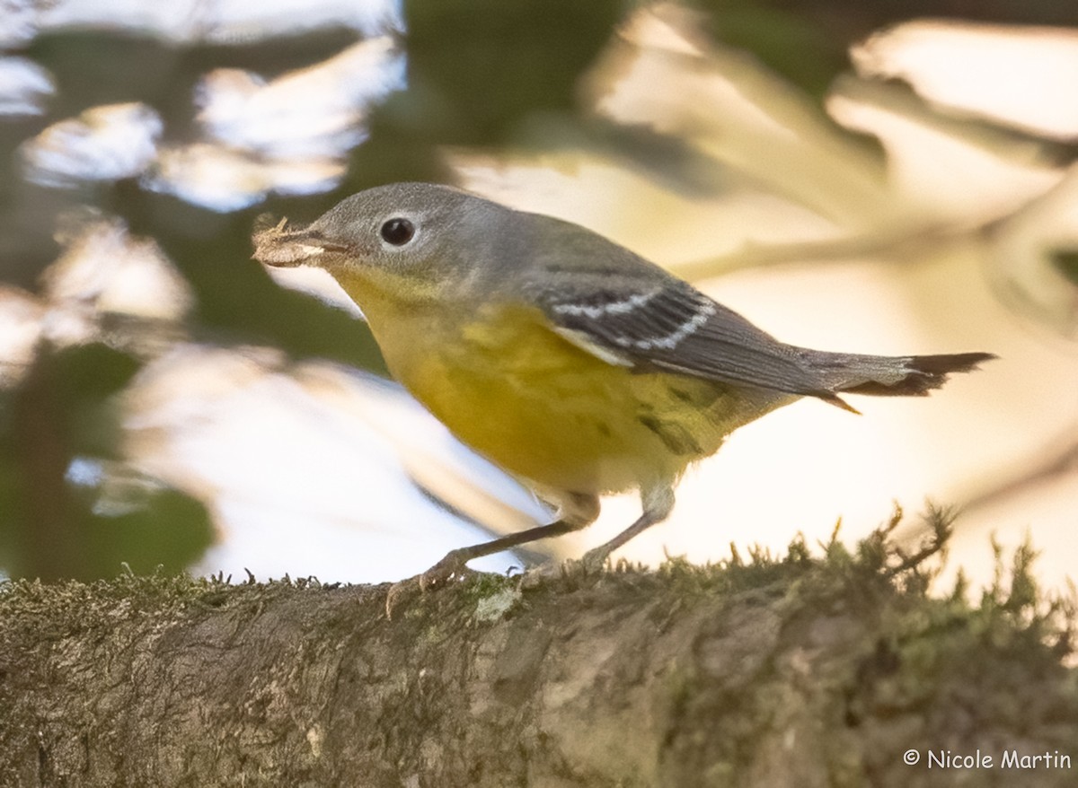 Magnolia Warbler - ML624429869