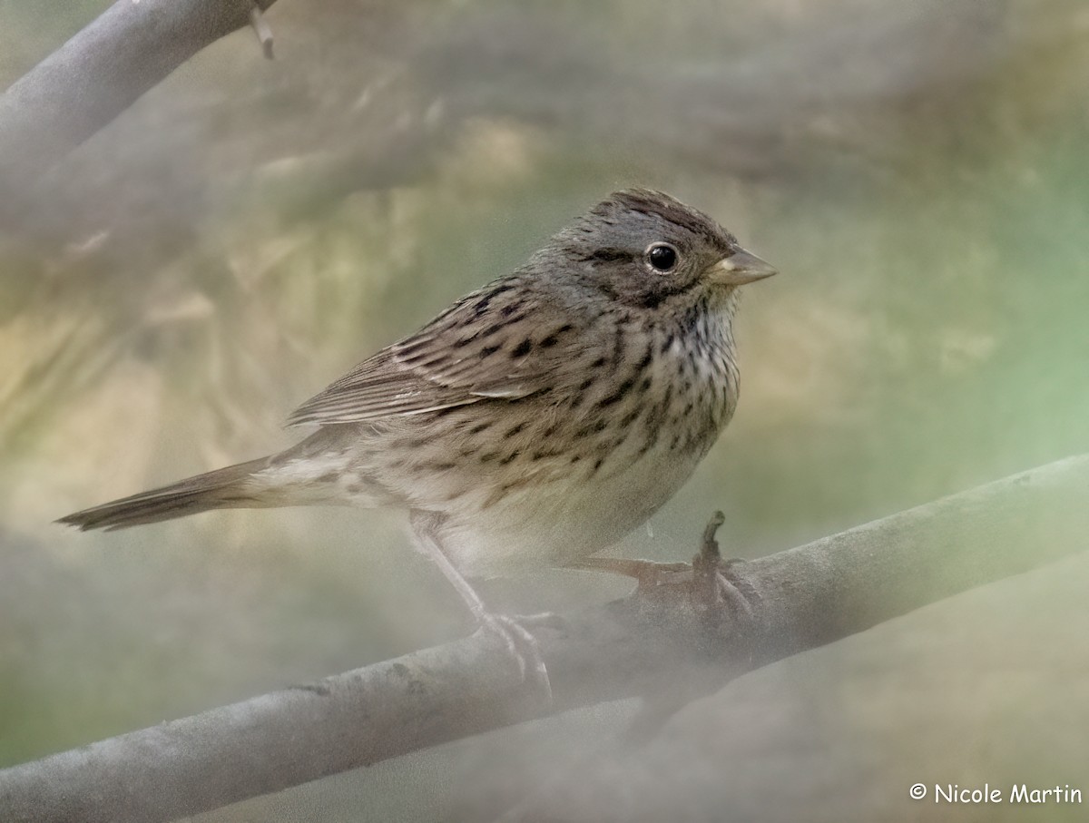 Lincoln's Sparrow - ML624429902