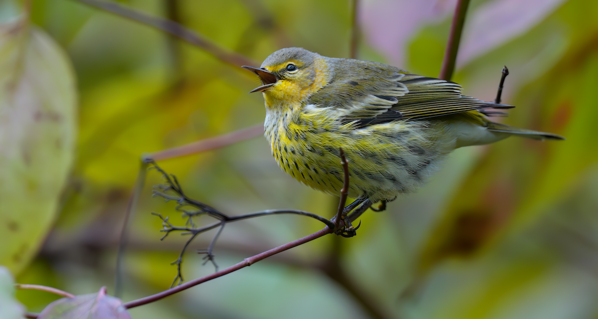 Cape May Warbler - ML624429996