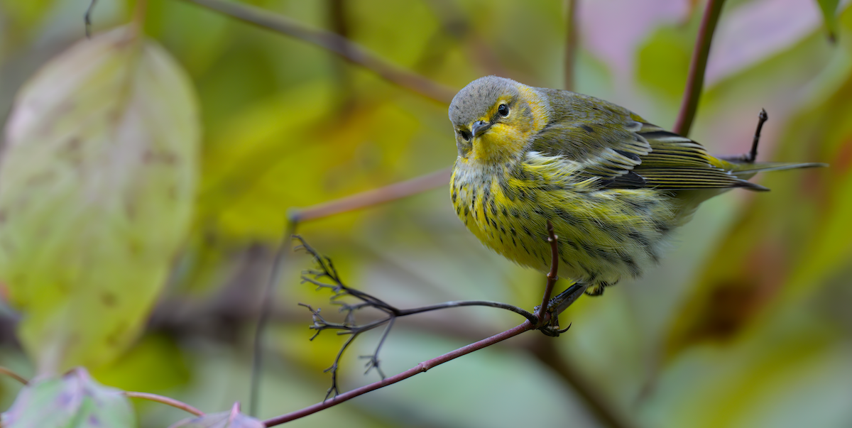 Cape May Warbler - ML624429999