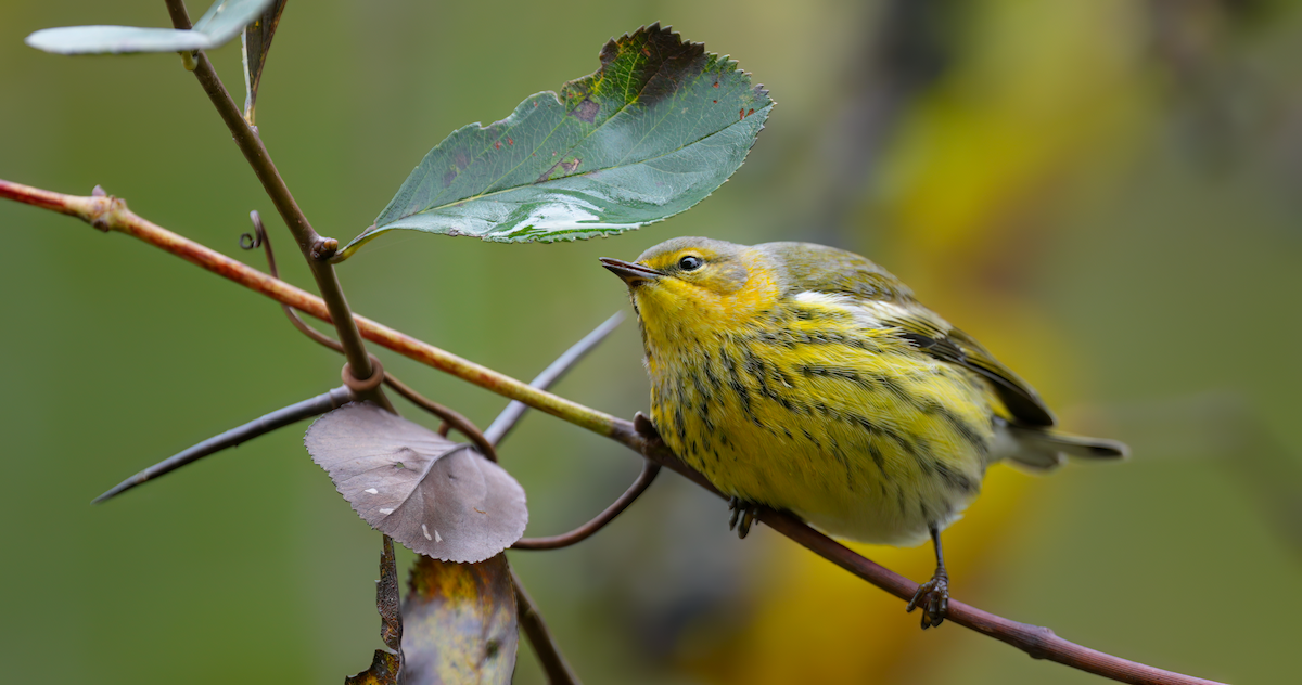 Cape May Warbler - ML624430003