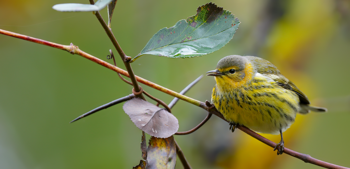 Cape May Warbler - ML624430006