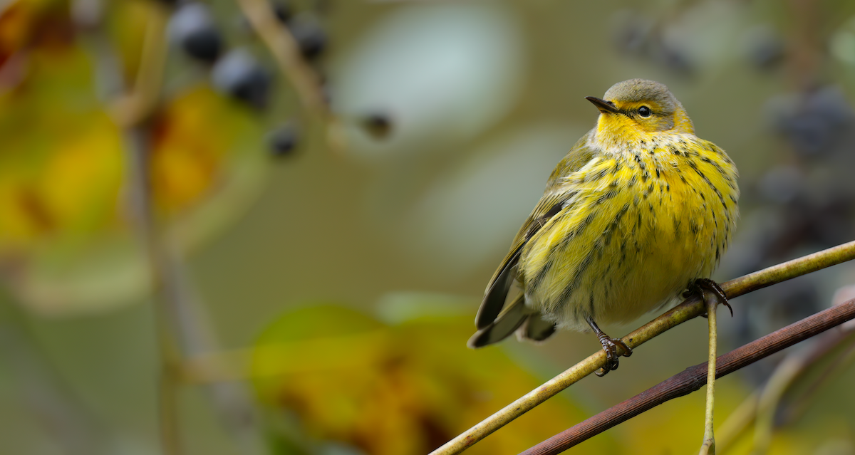Cape May Warbler - ML624430009