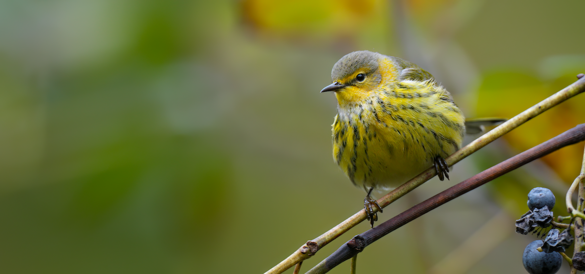 Cape May Warbler - ML624430010