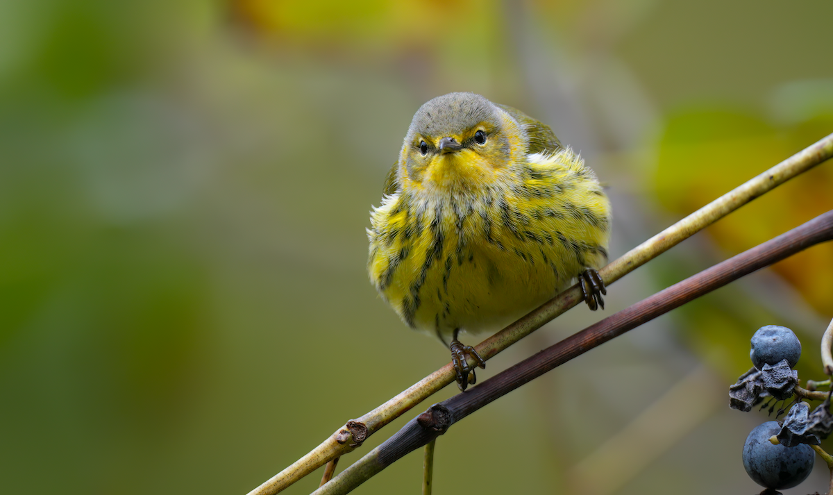 Cape May Warbler - ML624430012