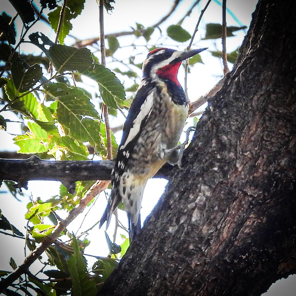 Red-naped Sapsucker - ML624430072