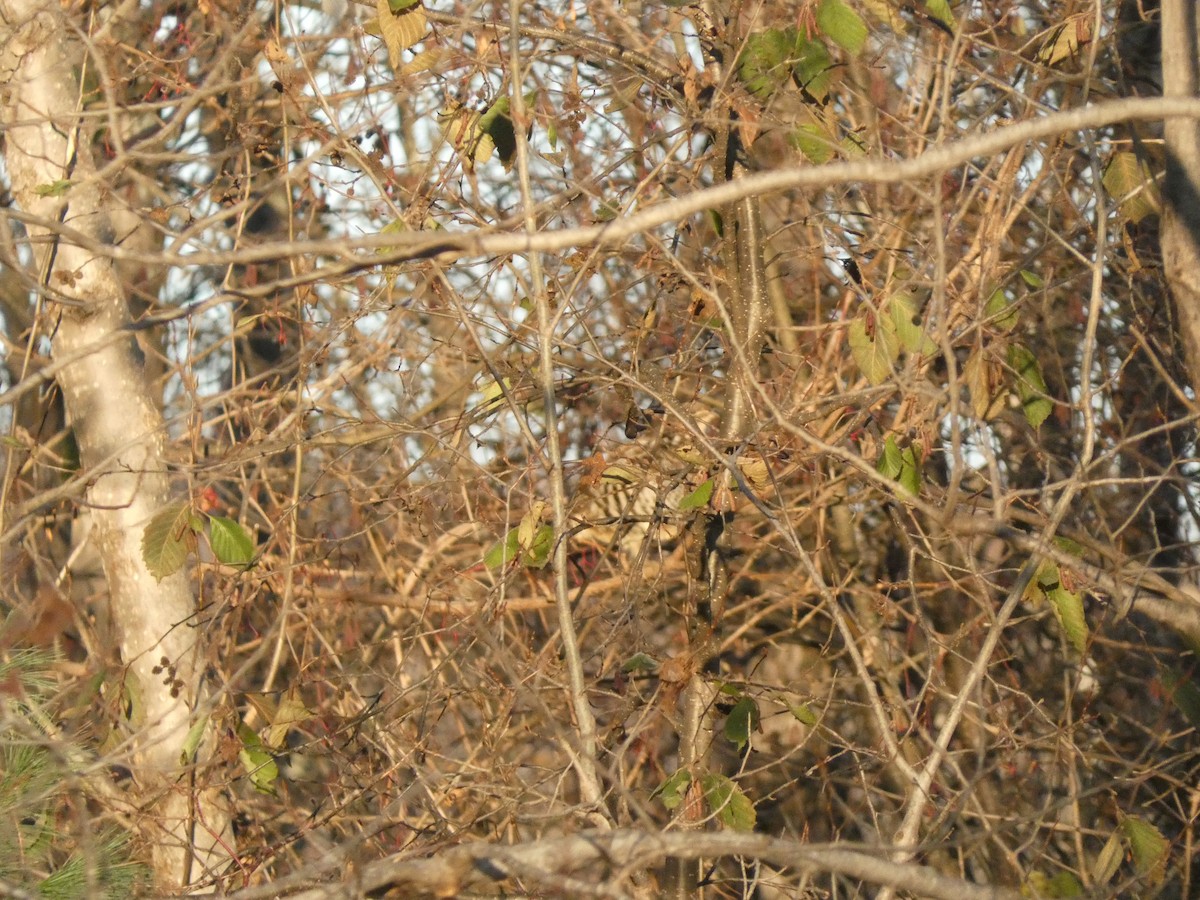 Ruffed Grouse - ML624430314