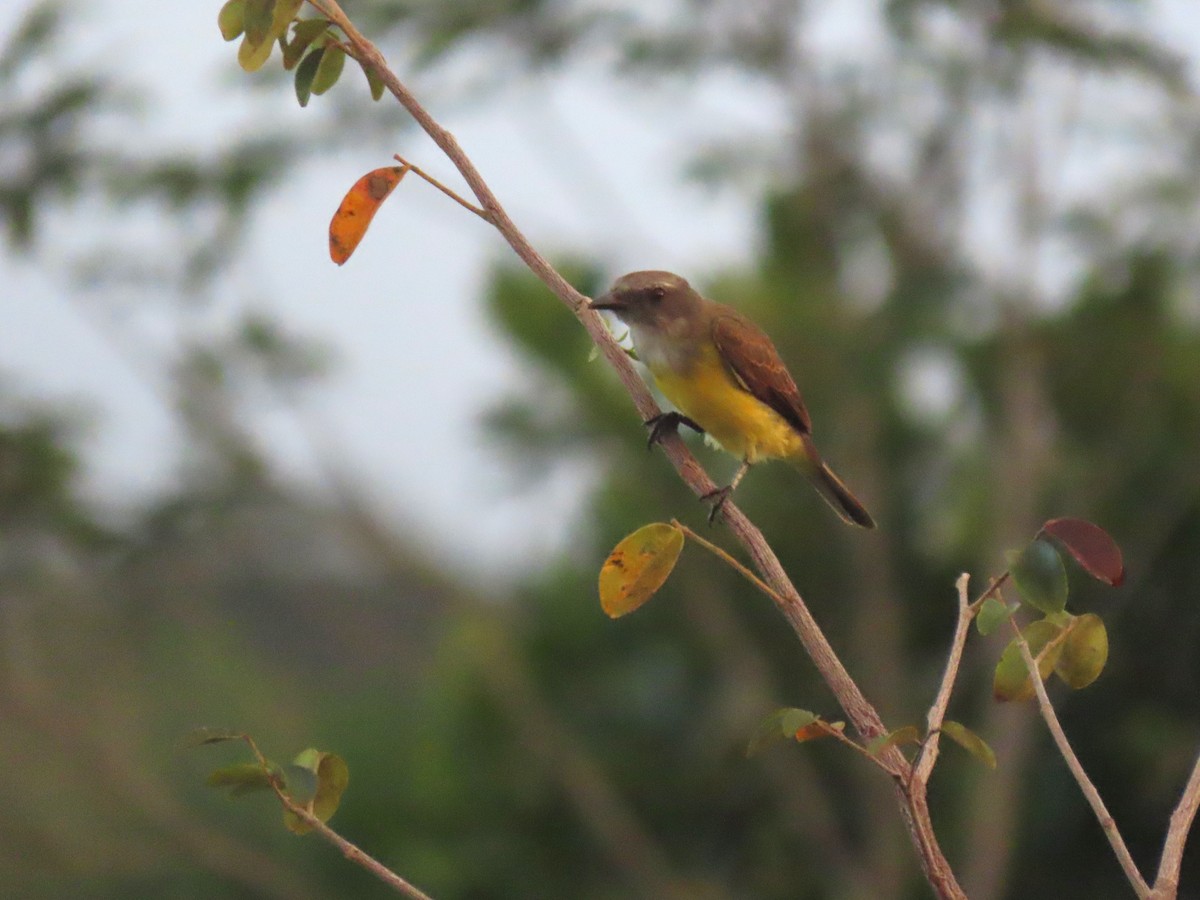 Sulphury Flycatcher - ML624430374