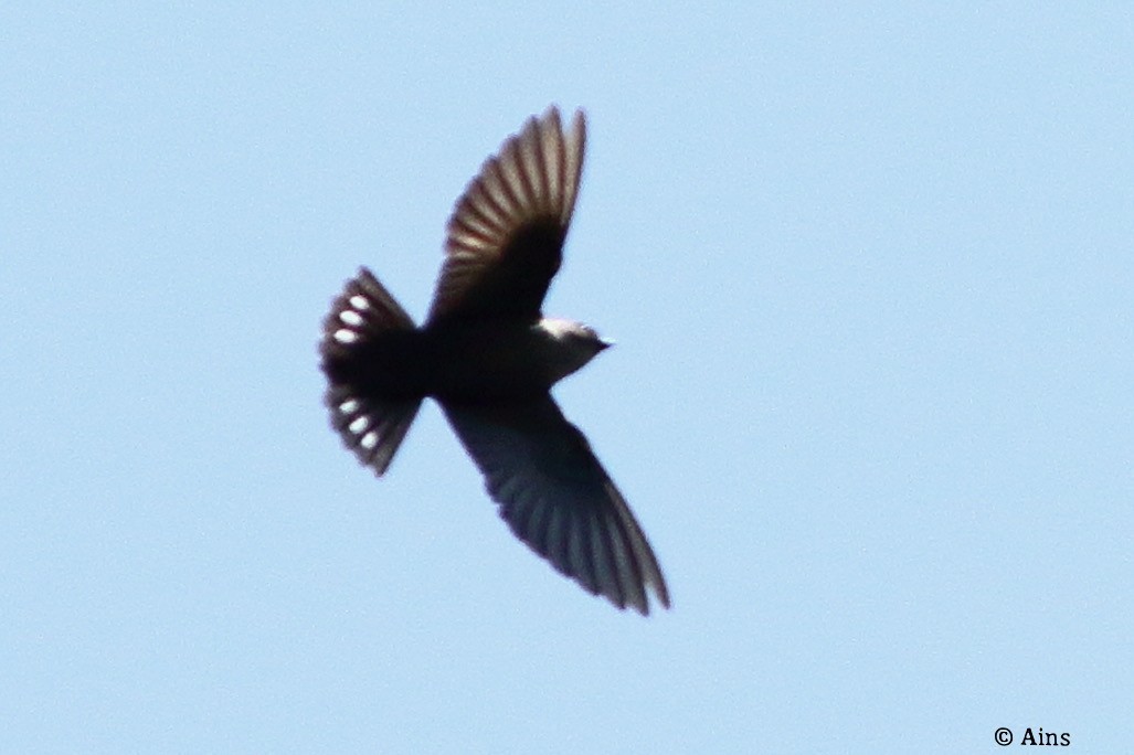 Dusky Crag-Martin - ML624430438