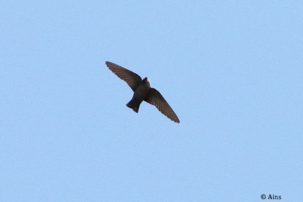 Dusky Crag-Martin - ML624430439