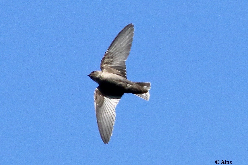 Dusky Crag-Martin - ML624430440