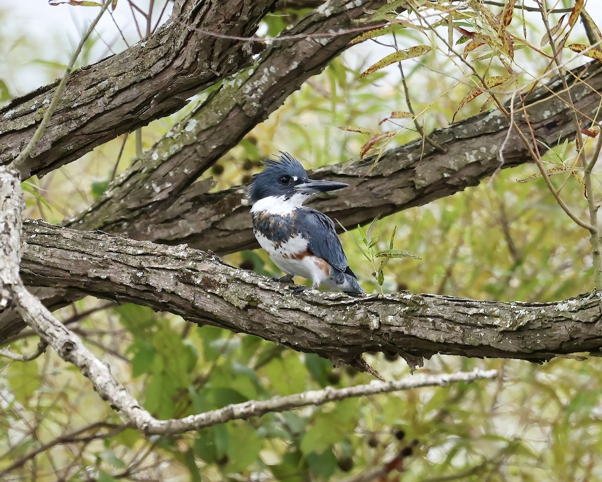 Belted Kingfisher - ML624430537
