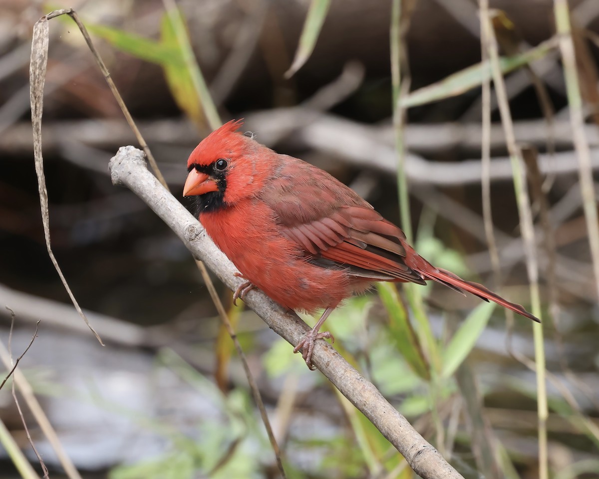 Northern Cardinal - ML624430564