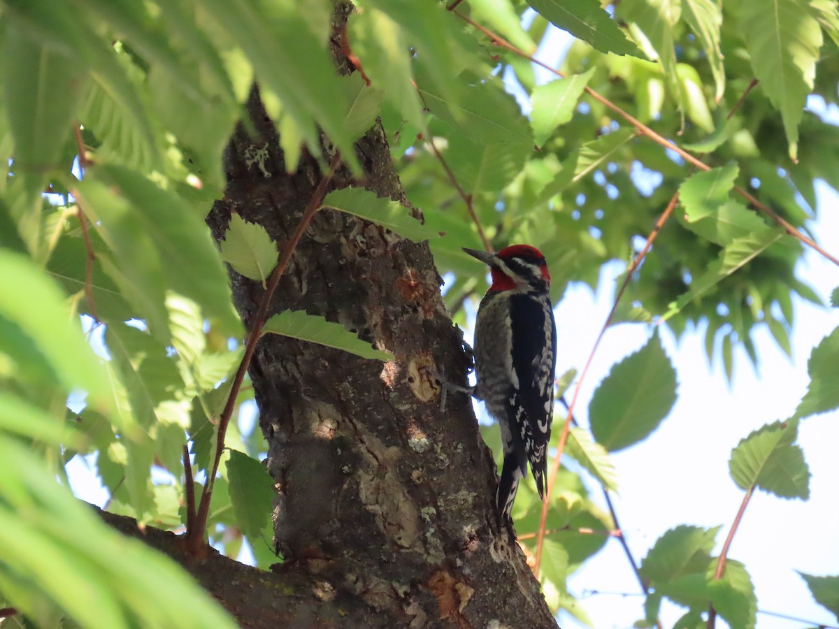 Red-naped Sapsucker - ML624430643
