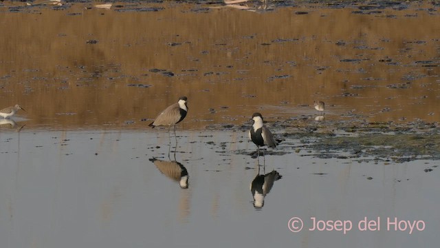 Spur-winged Lapwing - ML624430847