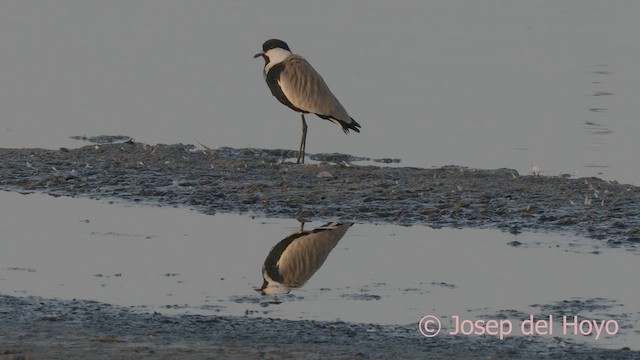 Spur-winged Lapwing - ML624431052
