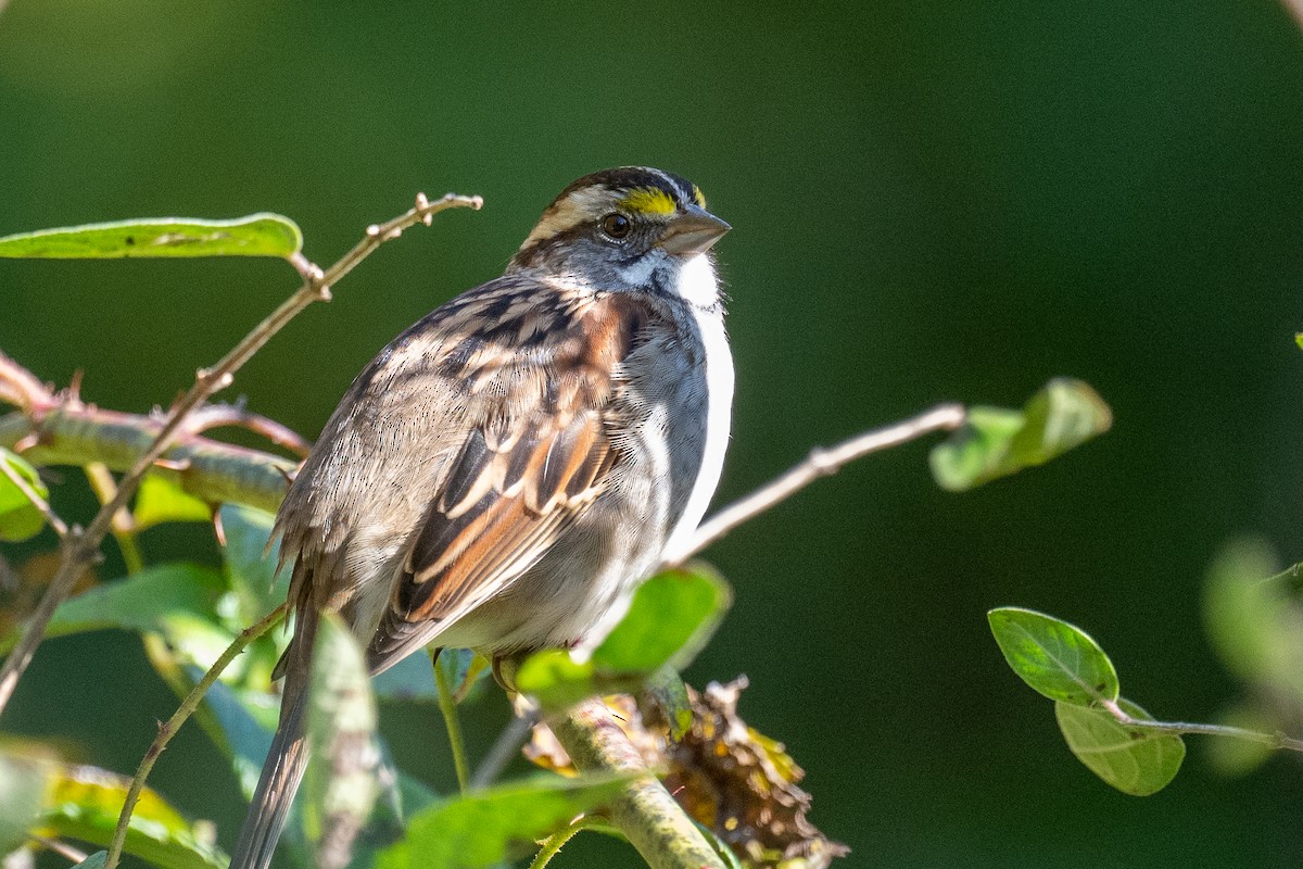 White-throated Sparrow - ML624431058