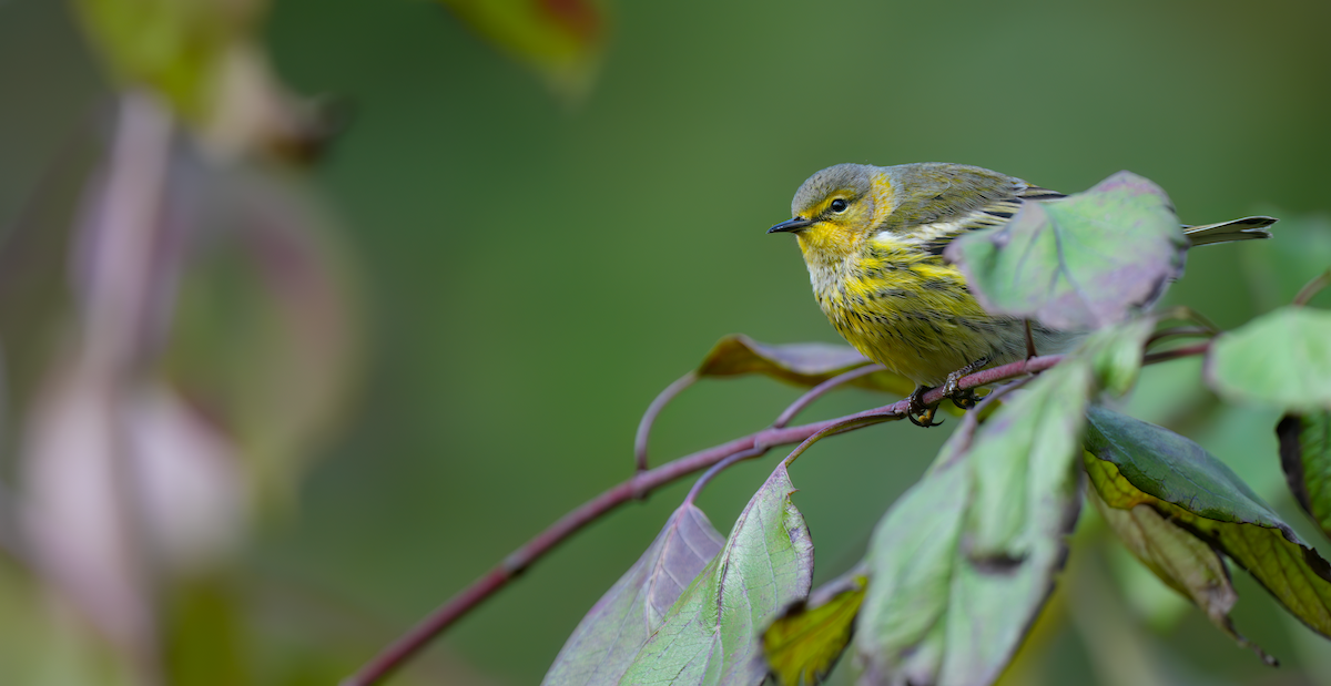 Cape May Warbler - ML624431126