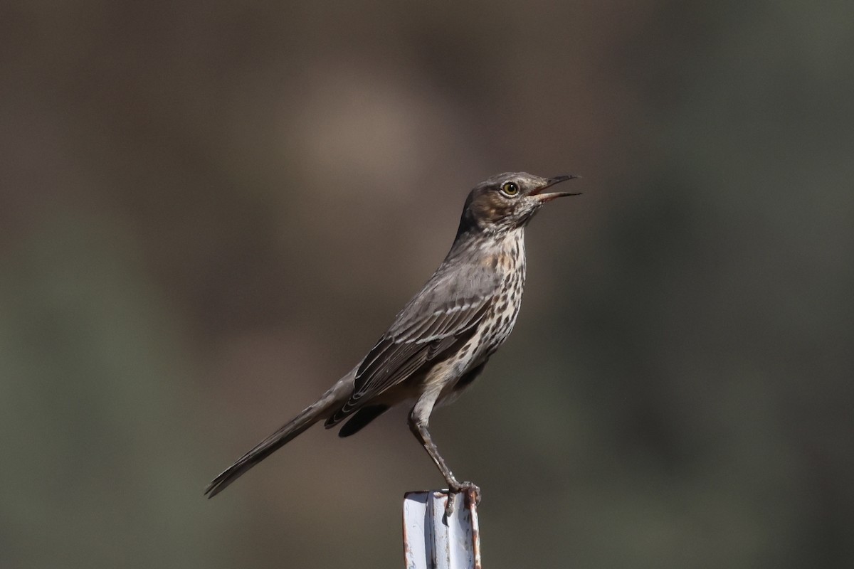 Sage Thrasher - ML624431234