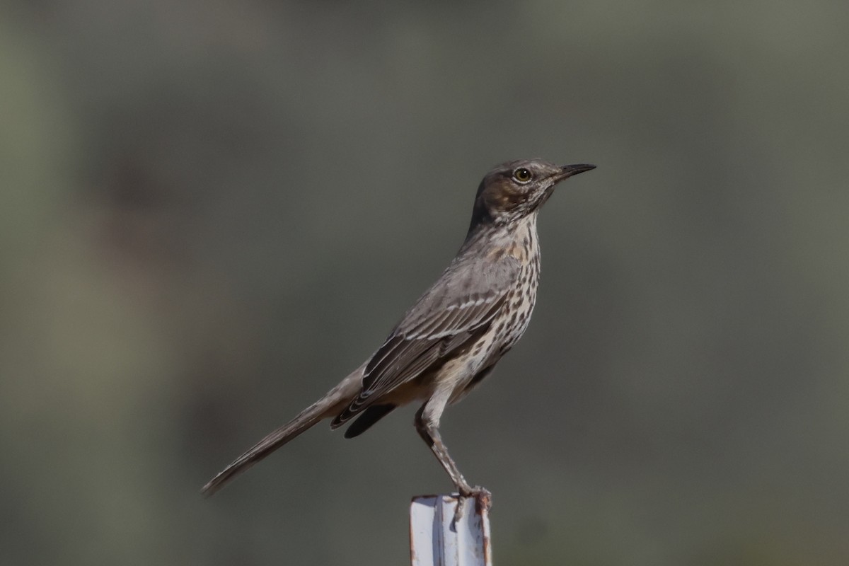 Sage Thrasher - ML624431235