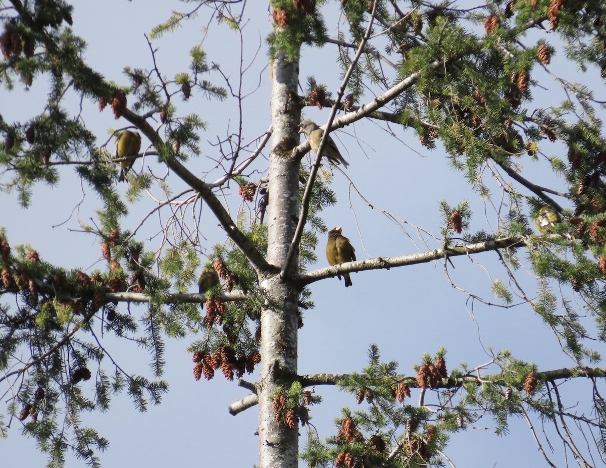 Evening Grosbeak - ML624431414