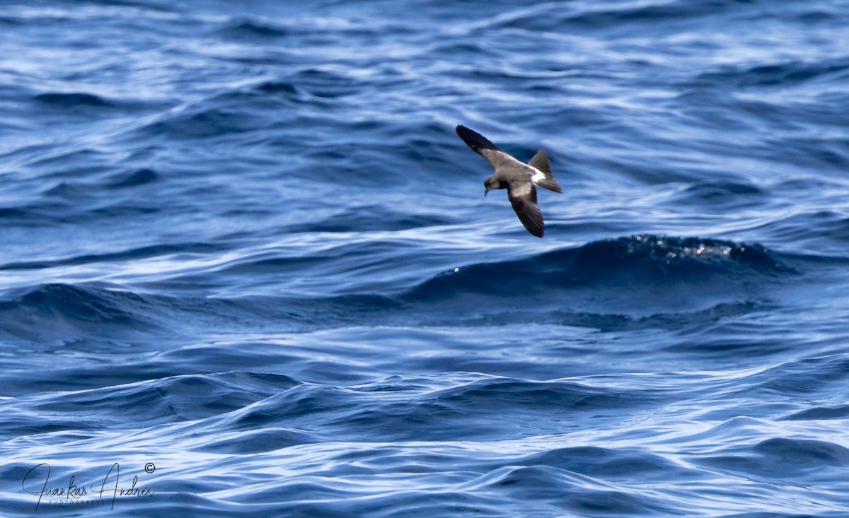 Leach's Storm-Petrel - ML624431438