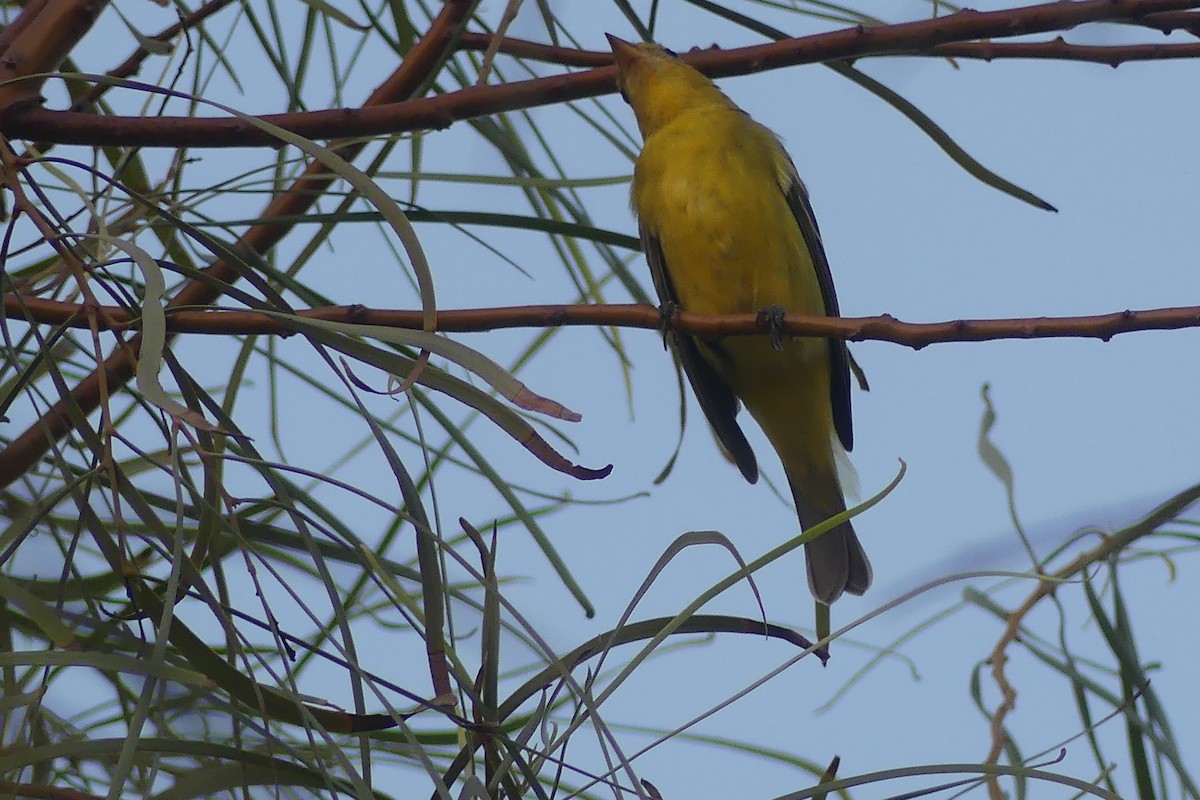 Western Tanager - ML624431464