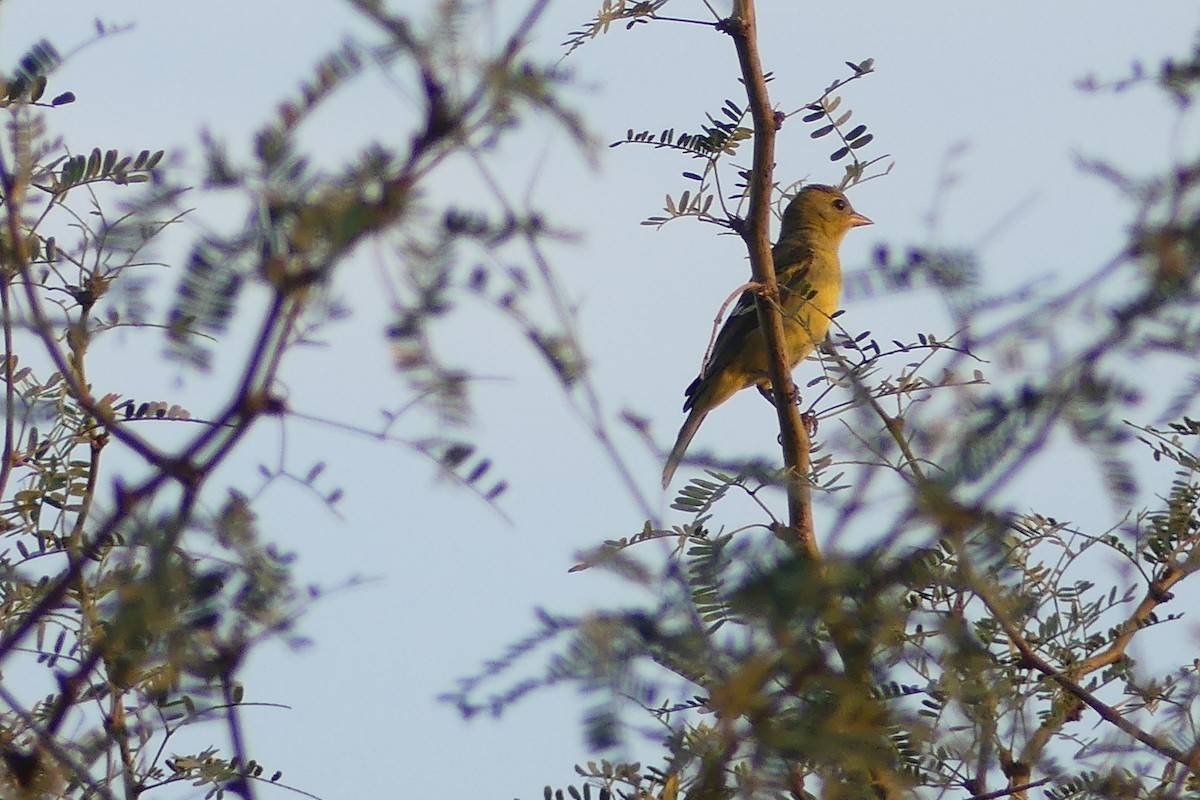 Western Tanager - ML624431465