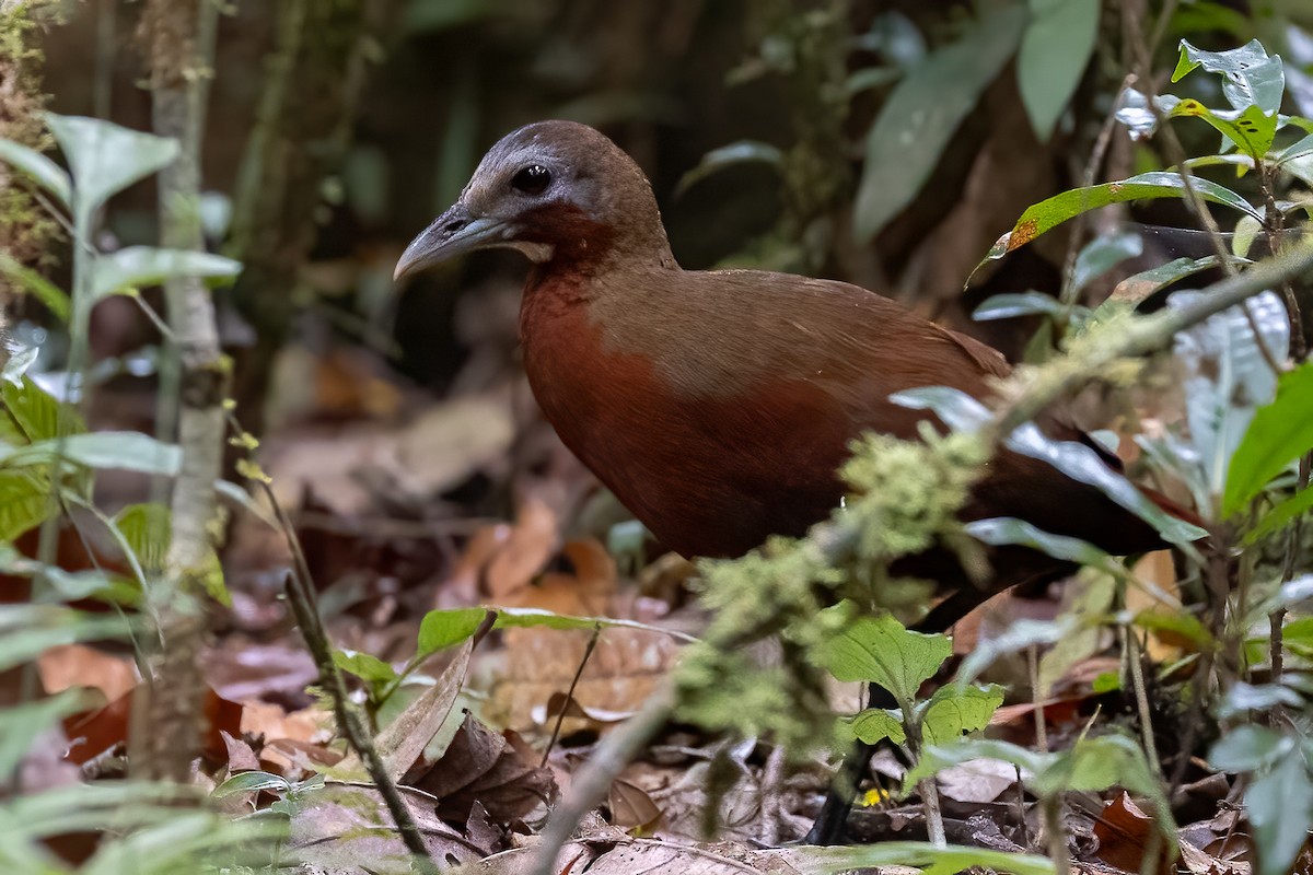 Madagascar Forest Rail - Daniel Danckwerts (Rockjumper Birding Tours)