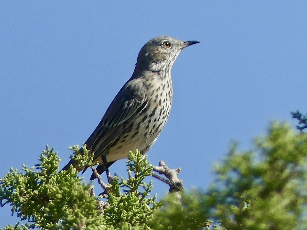 ウタイマネシツグミ - ML624431622