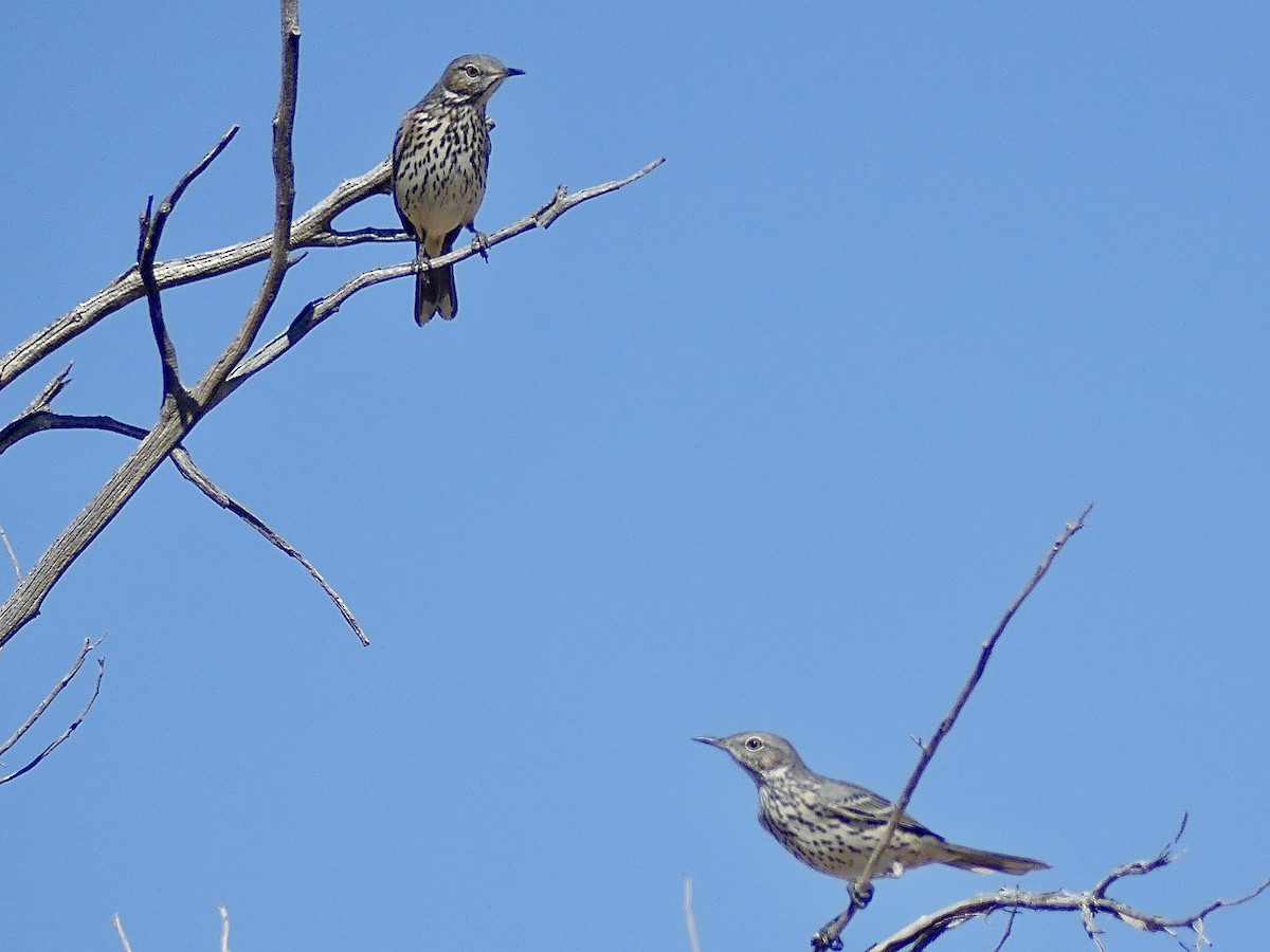 ウタイマネシツグミ - ML624431623