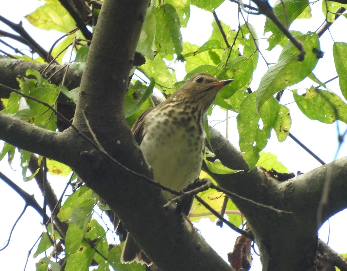 Swainson's Thrush - ML624431630