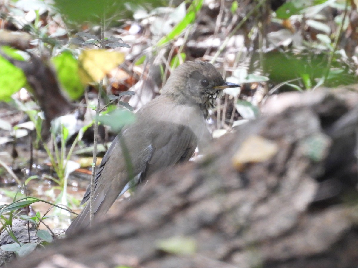 Gray-cheeked Thrush - ML624431636