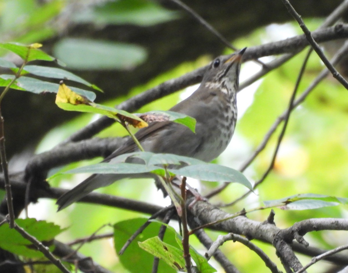 Gray-cheeked Thrush - ML624431637