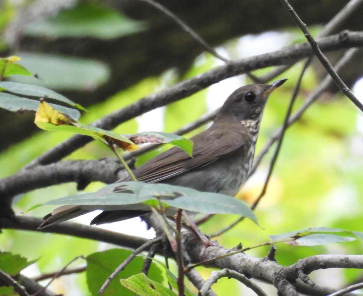 Gray-cheeked Thrush - ML624431638