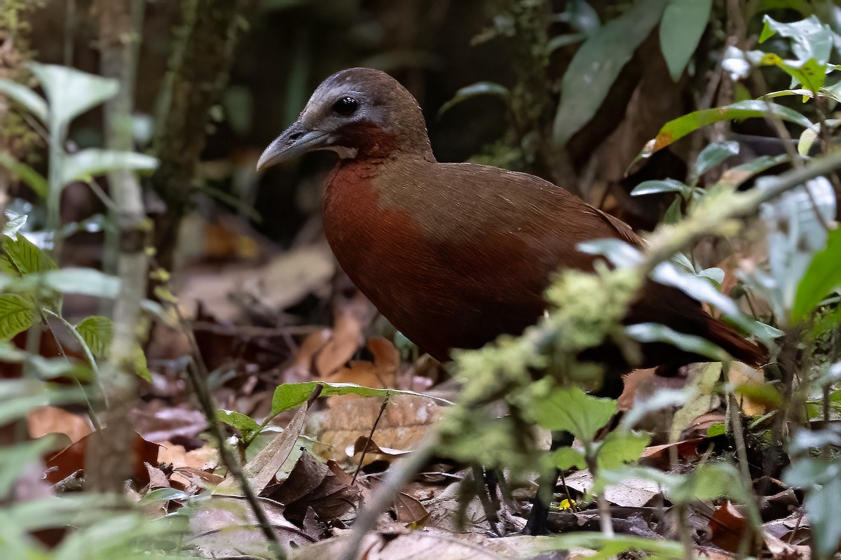 Madagascar Forest Rail - ML624431641