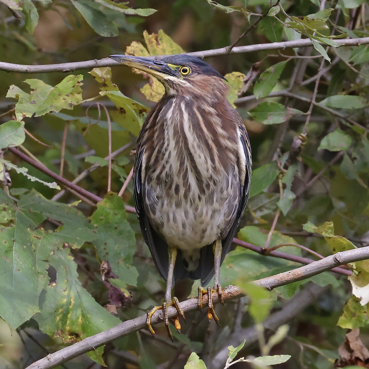 Green Heron - ML624431667