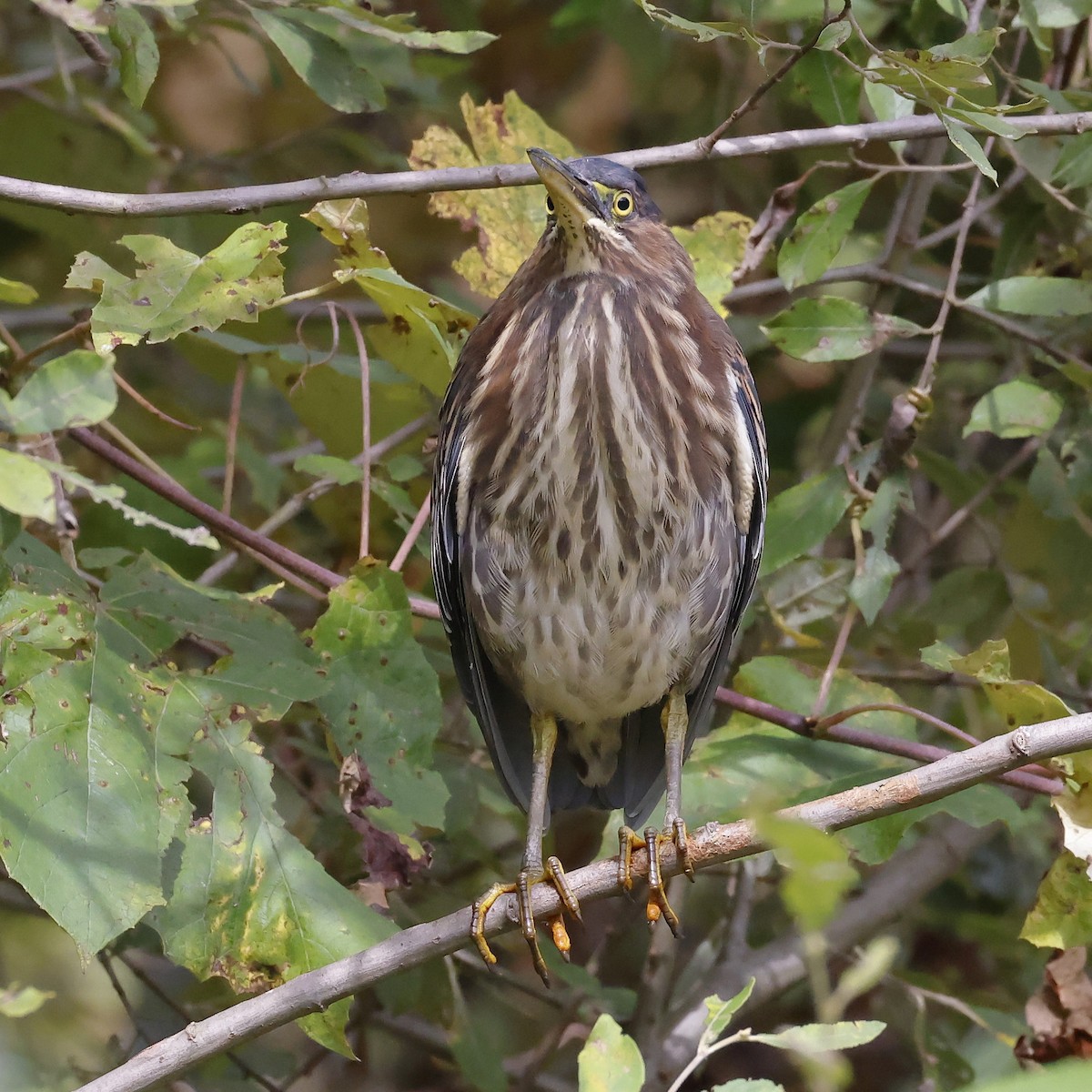 Green Heron - ML624431668