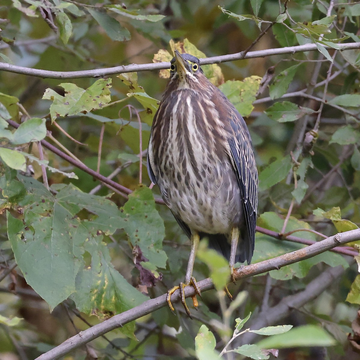 Green Heron - ML624431669