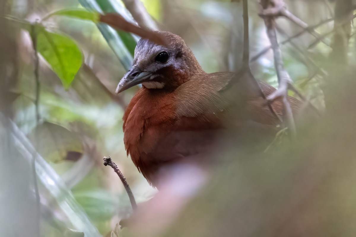 Madagascar Forest Rail - ML624431714