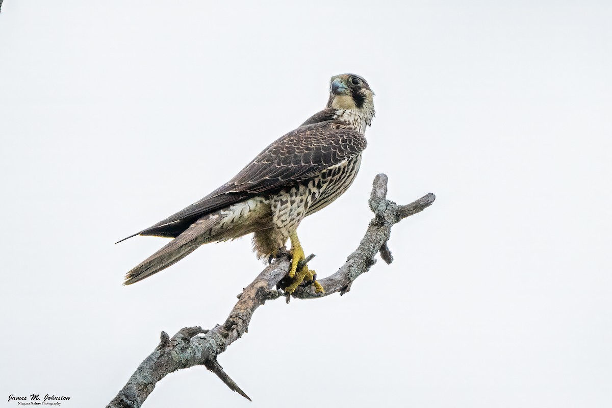 Peregrine Falcon - ML624431728