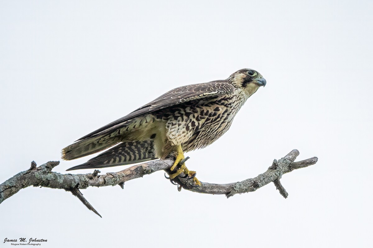 Peregrine Falcon - ML624431729