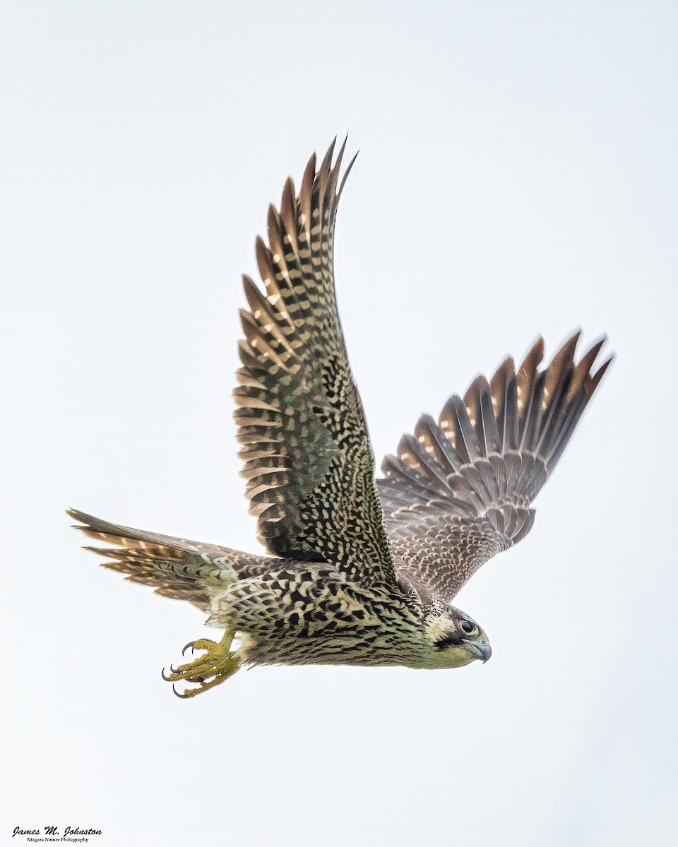 Peregrine Falcon - ML624431730