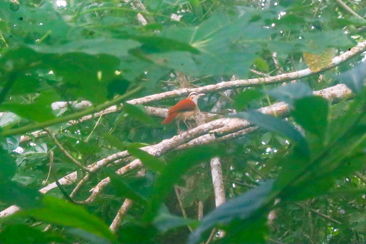 Pale-billed Hornero - ISMAEL RODRIGUEZ CAYETANO